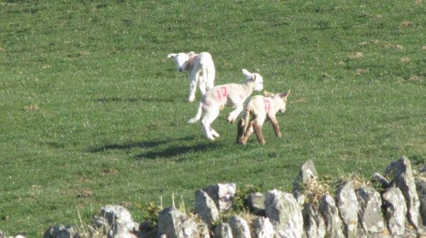 Worswell Barton B&B lets play.jpg
